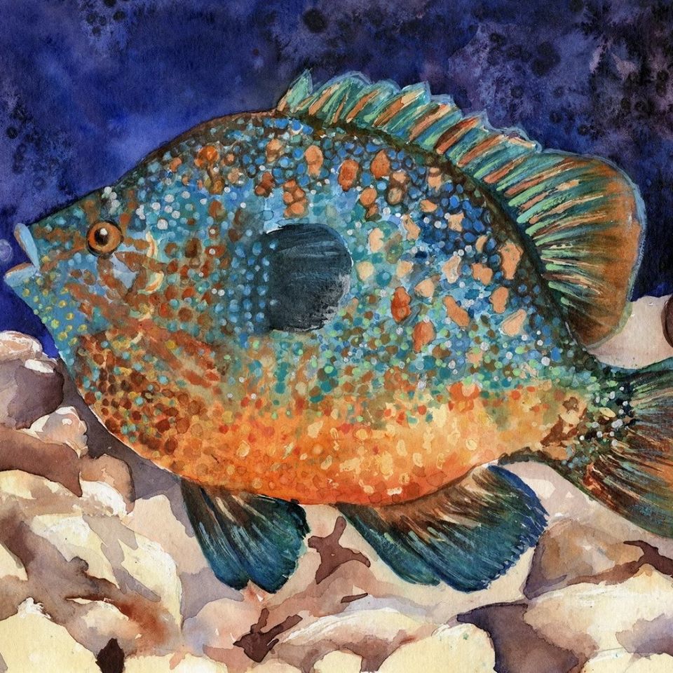 Sea Center Texas, Texas Freshwater Fisheries Center to re-open May 27
